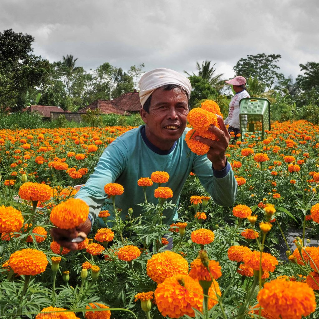 Cultivo de flores en Bali