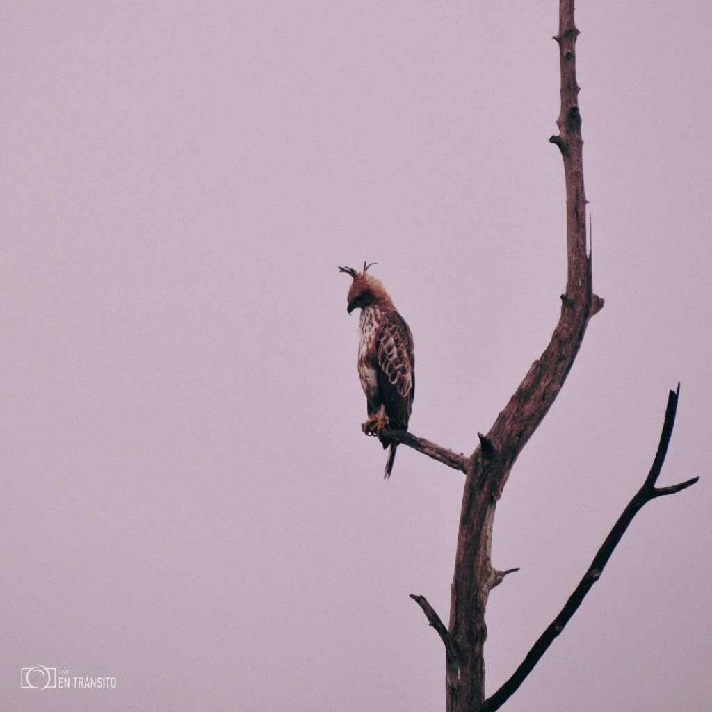 águila-azor-variable
