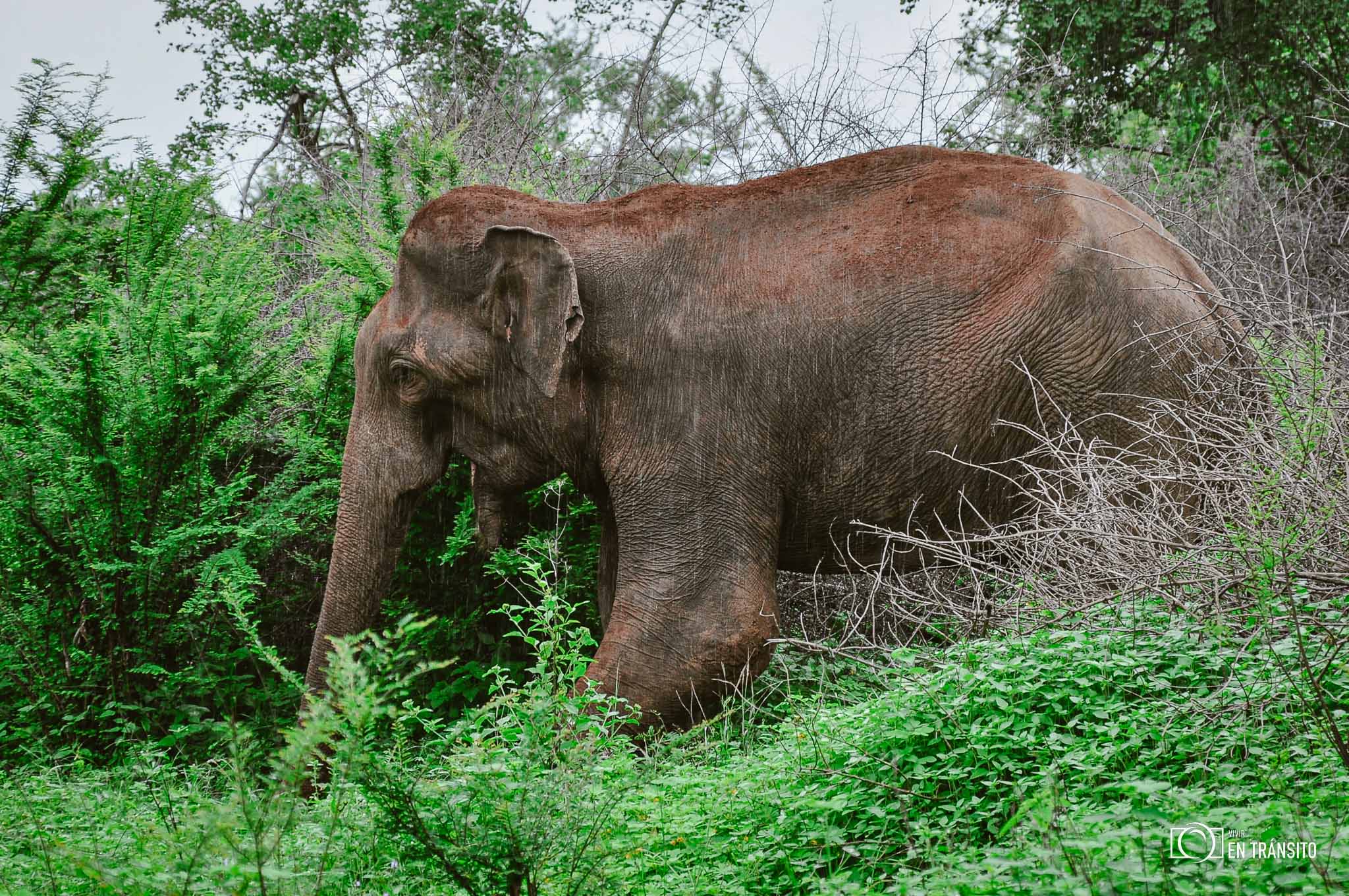 Elefante_Sri_Lanka