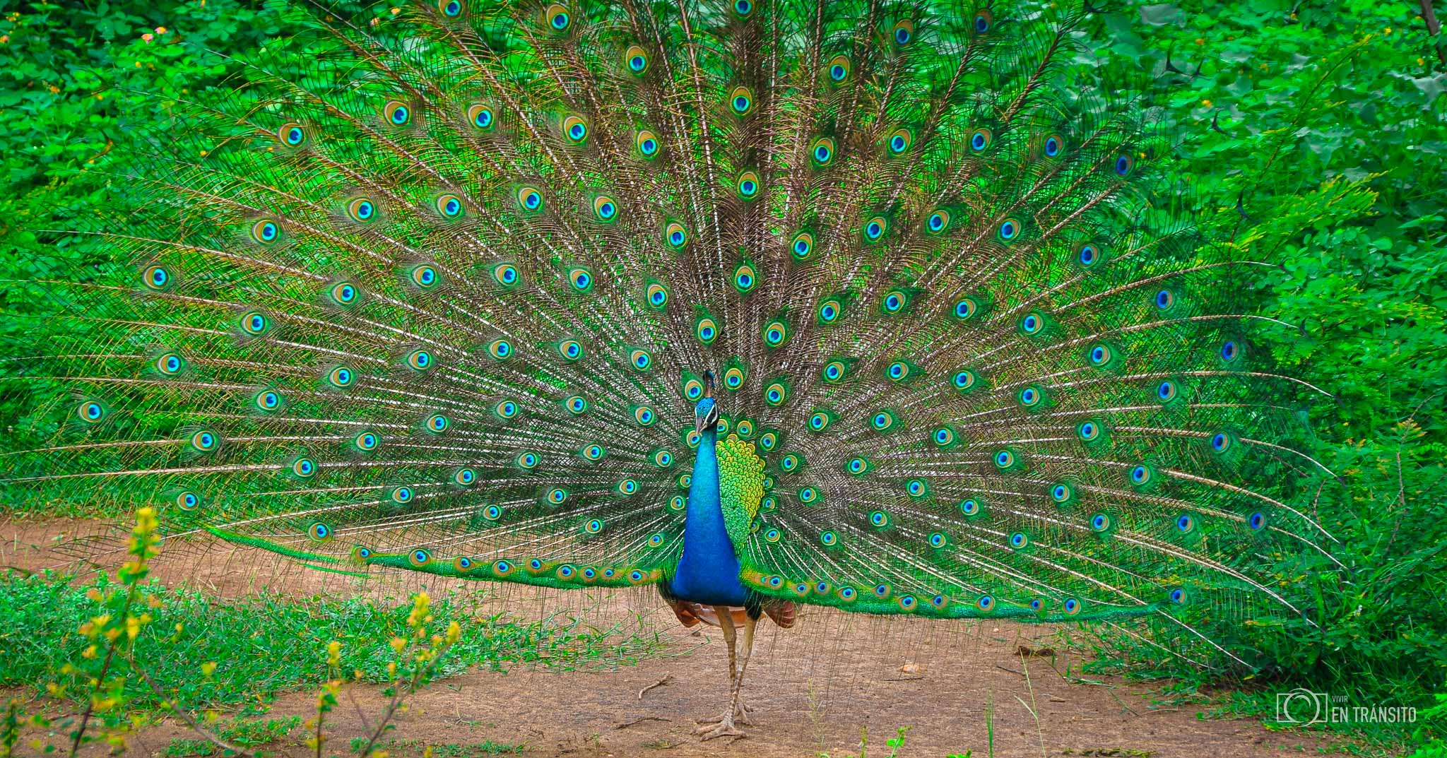 Pavo_real_Sri_Lanka