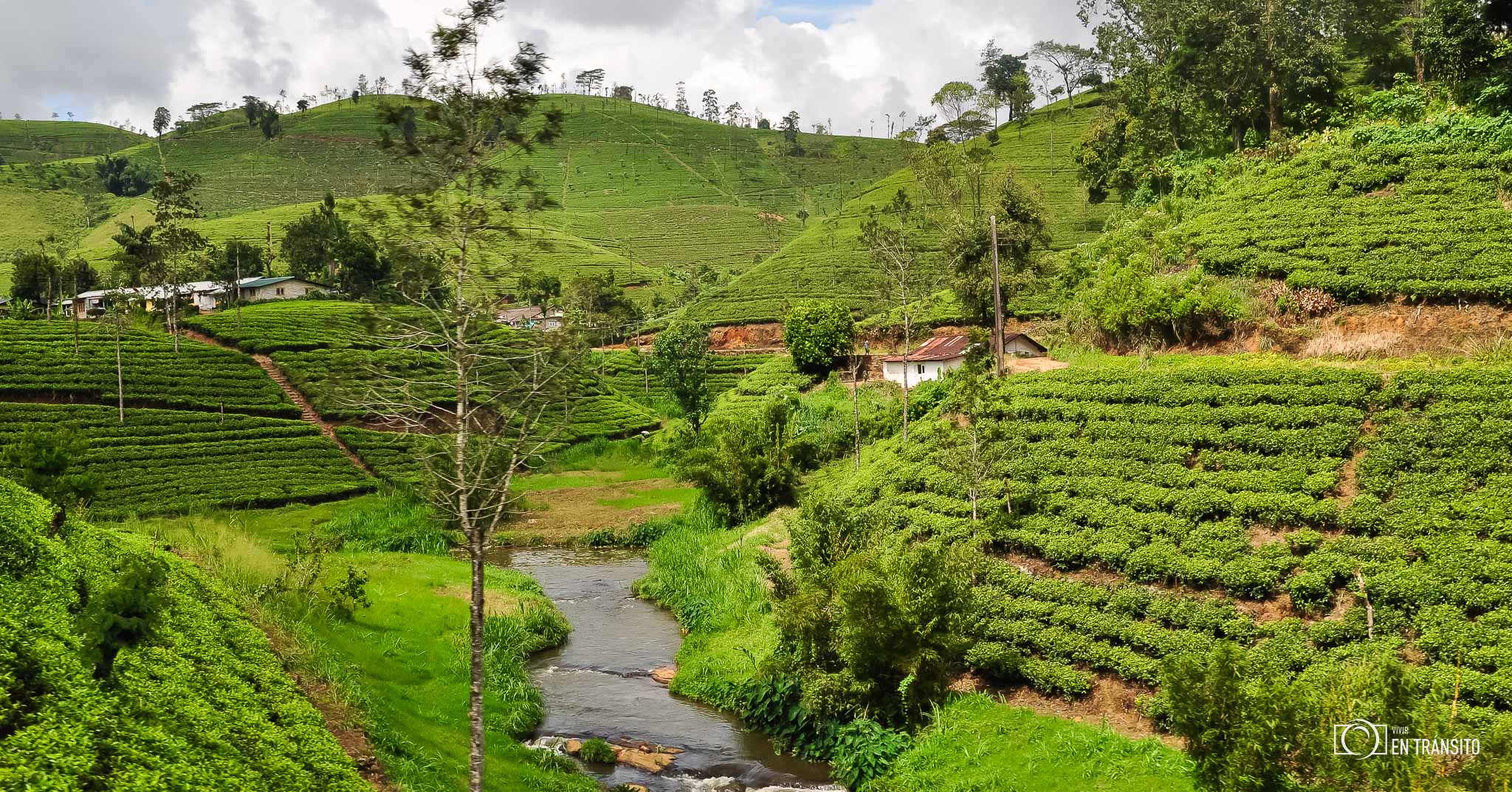 Tren_plantación_te_Sri_Lanka