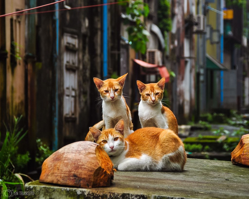 Gatos_Myanmar_5